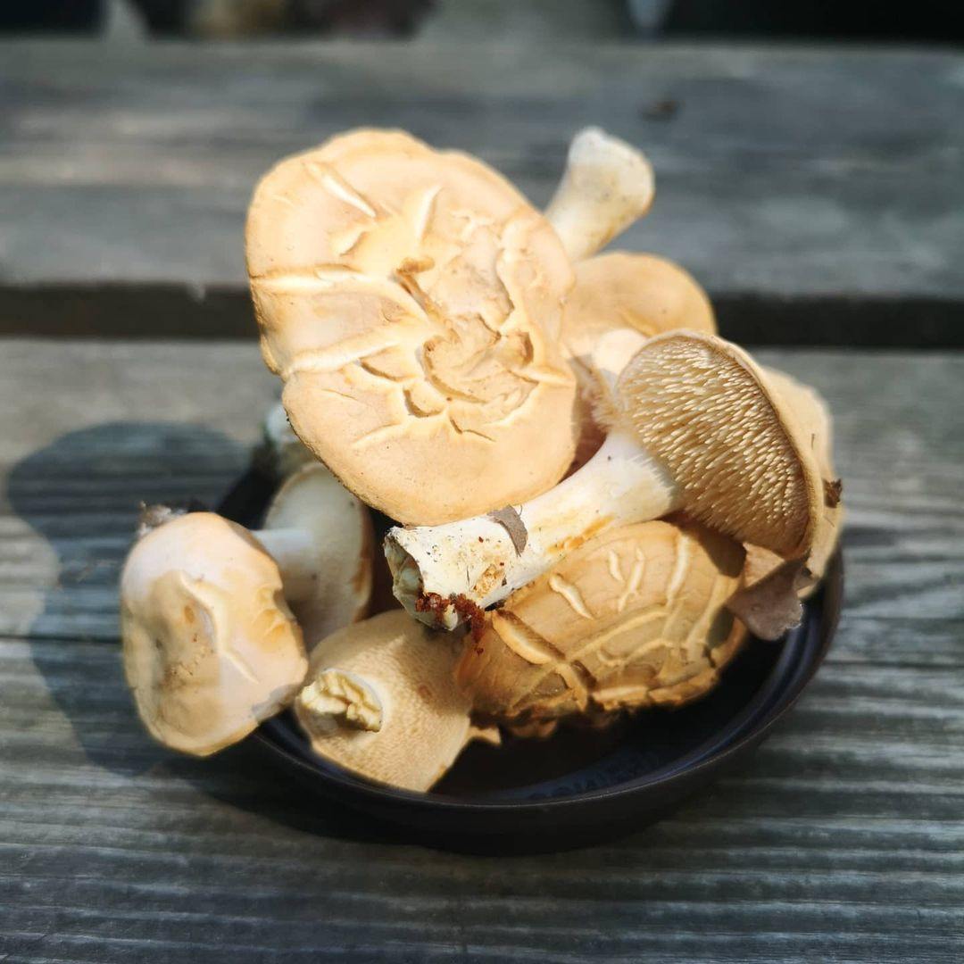 Fresh Hedgehog Mushroom.