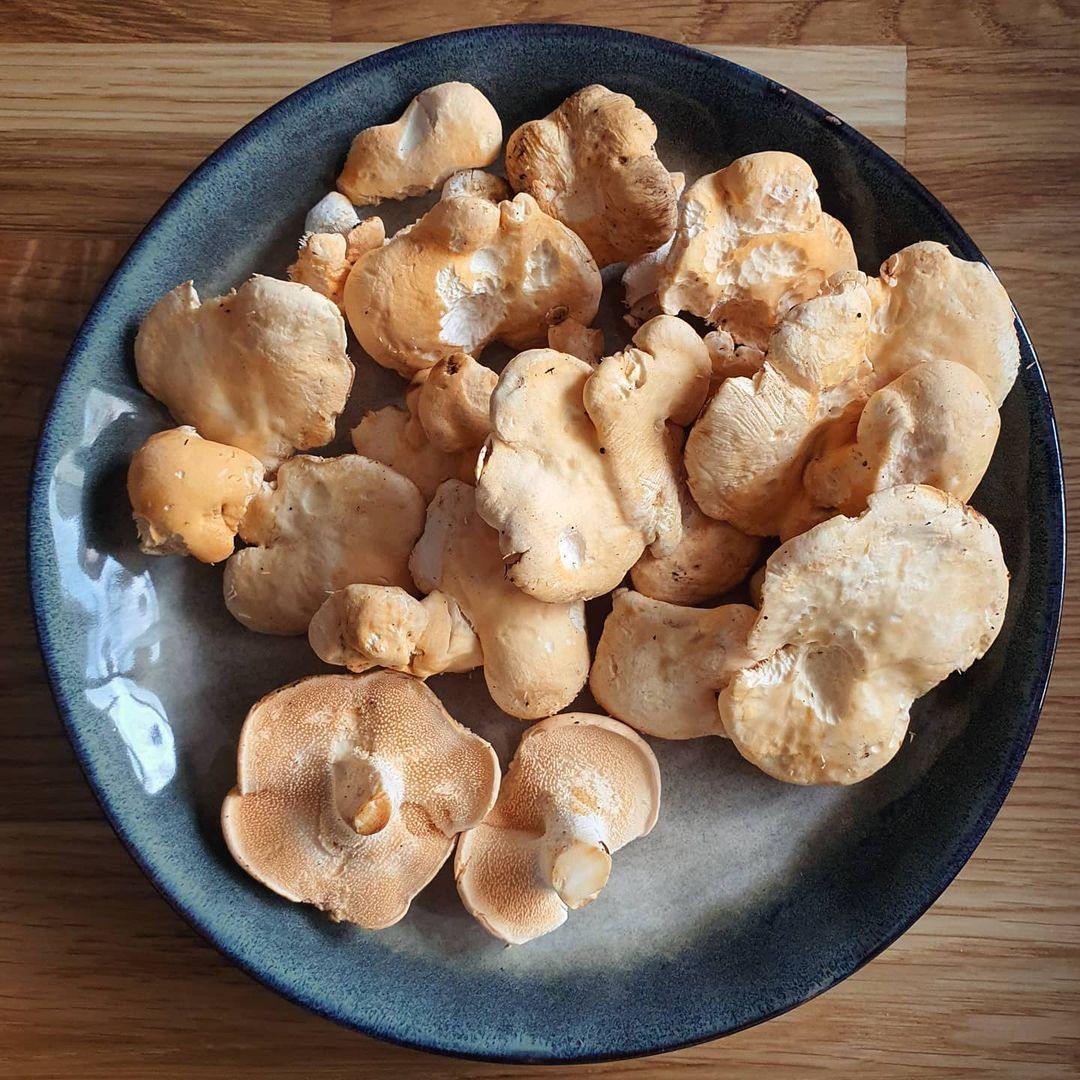 Fresh Hedgehog Mushroom.