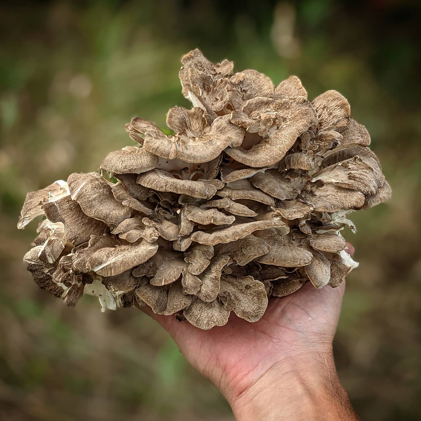 Buy Hen of the woods mushroom