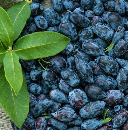 Blue Honeysuckle Berry Syrup