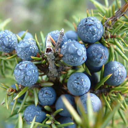 Juniper pacific wild pick