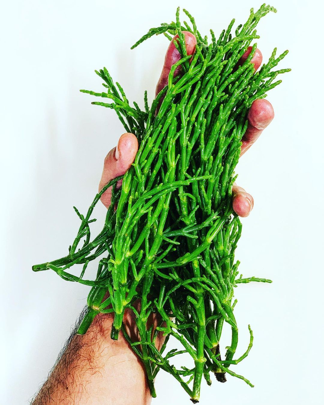 Wild Salicornia near me