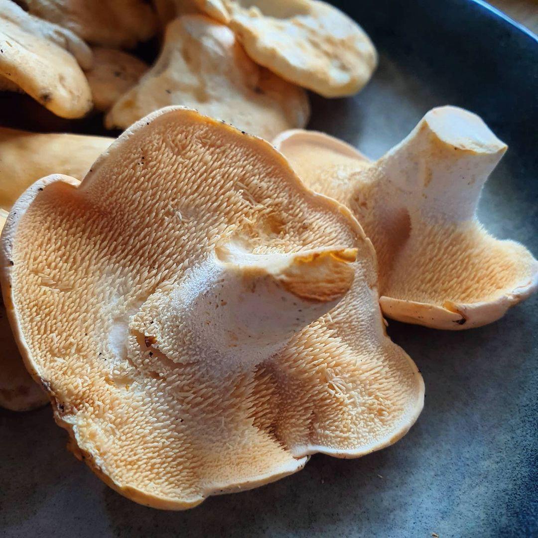 Fresh Hedgehog Mushroom.