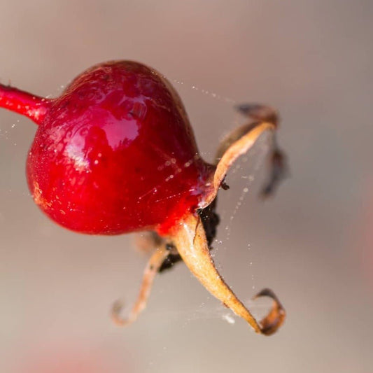 Rosehip wild harvest