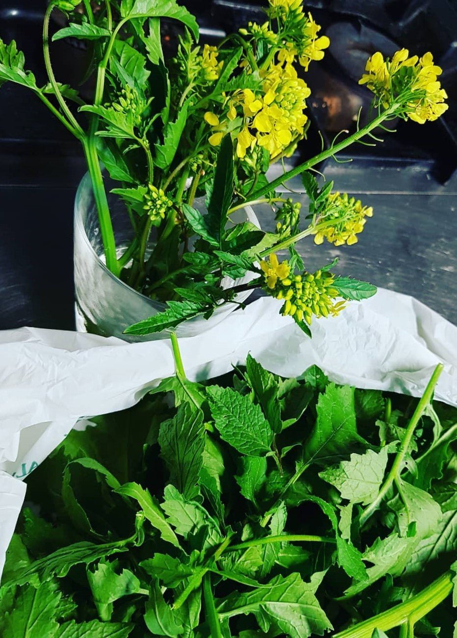 pacific wild mustard