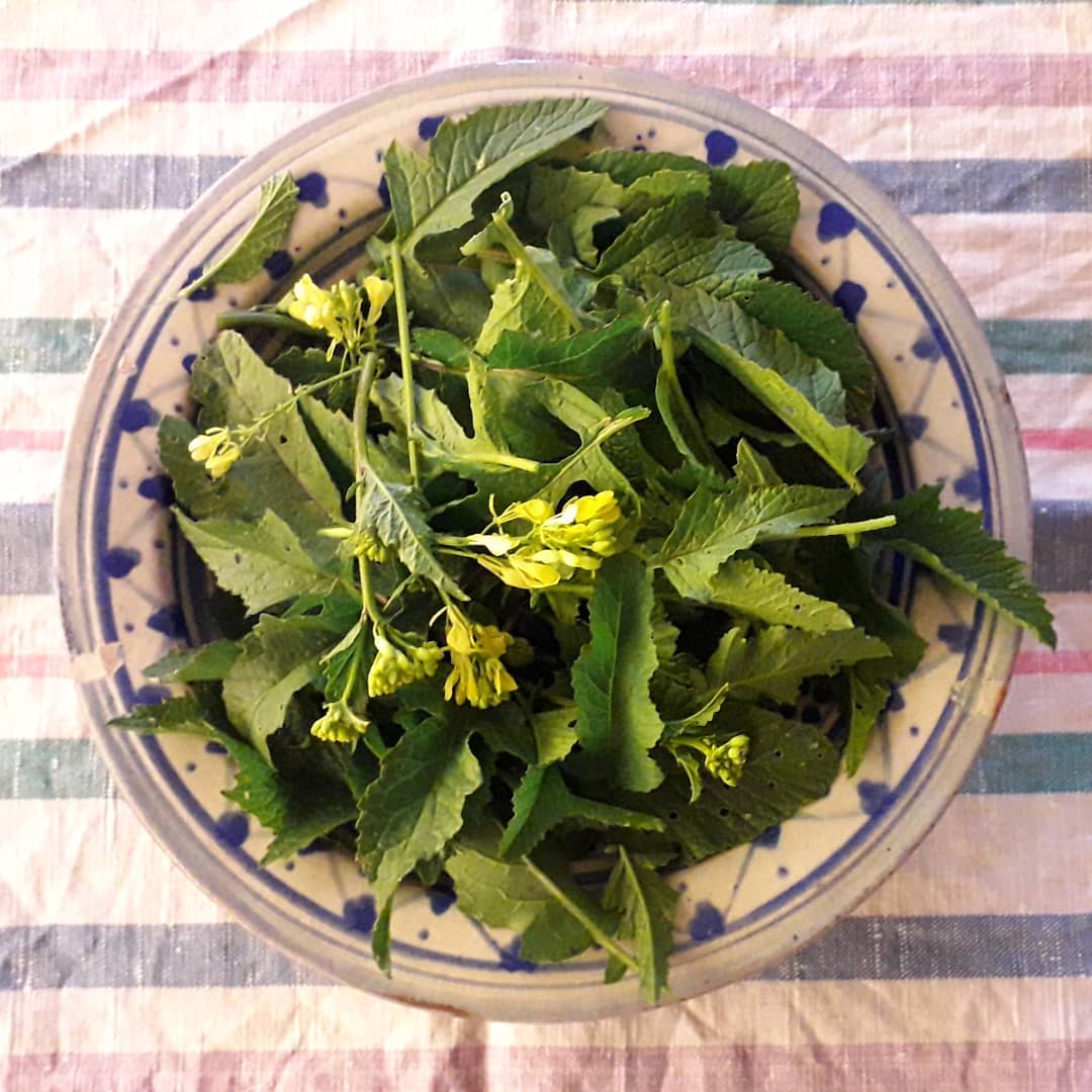 Wild mustard harvest