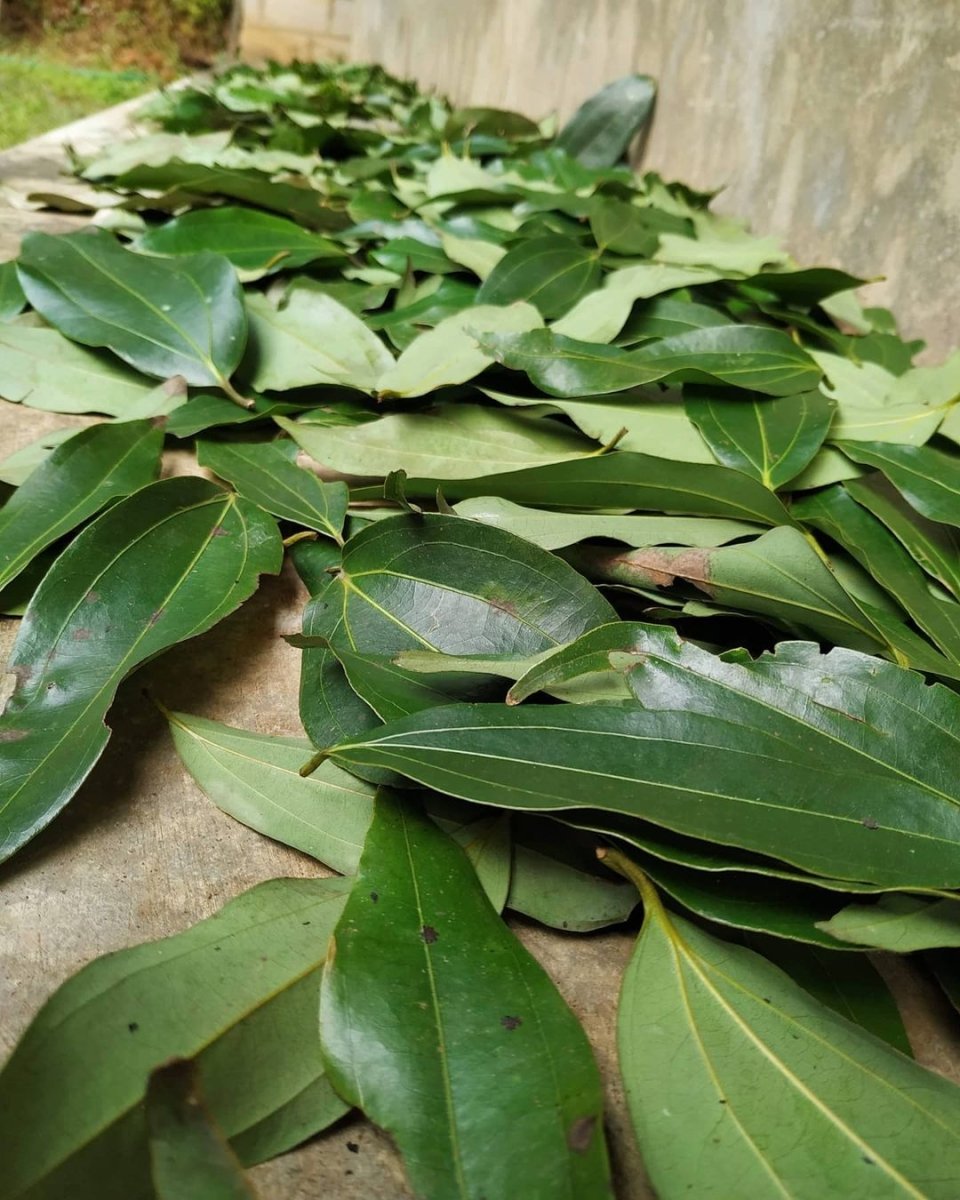 Bay Leaf- Wild Hand Picked - Pacific Wild Pick