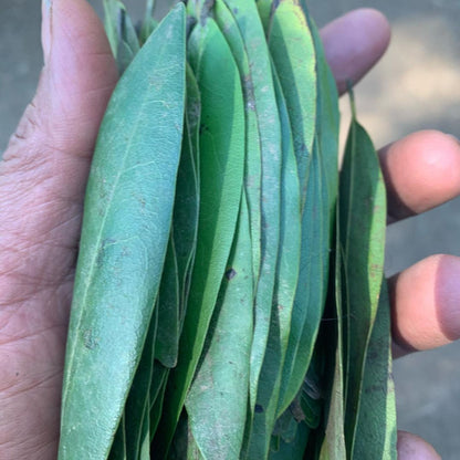 Bay Leaf- Wild Hand Picked - Pacific Wild Pick