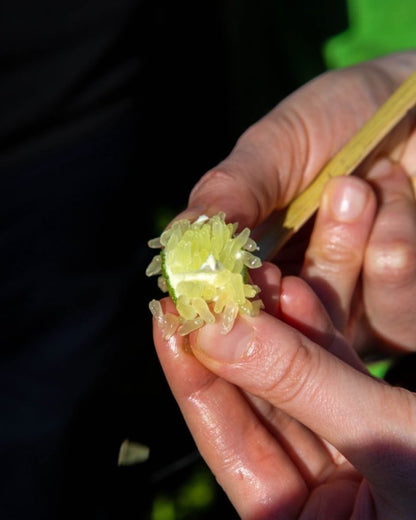 California Green Finger Limes - Pacific Wild Pick