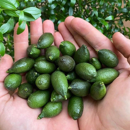 California Green Finger Limes - Pacific Wild Pick