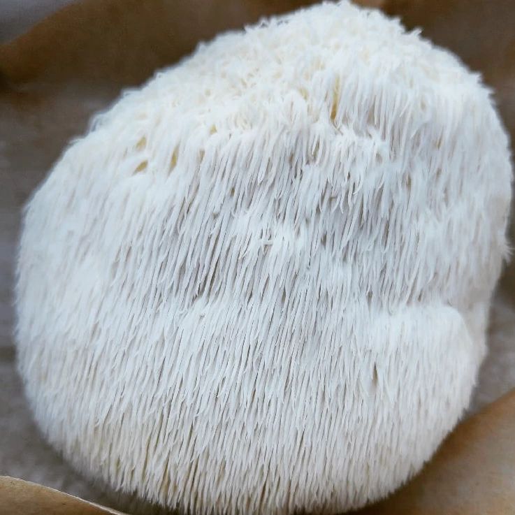 Dehydrated Lion's mane Mushroom - Pacific Wild Pick