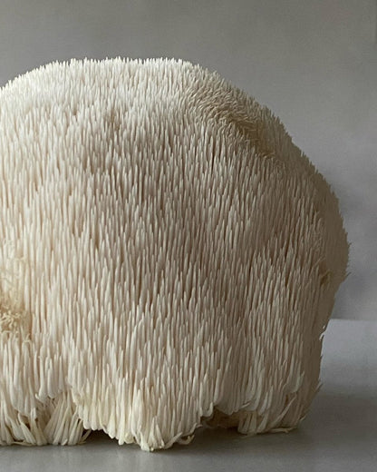 Dehydrated Lion's mane Mushroom - Pacific Wild Pick