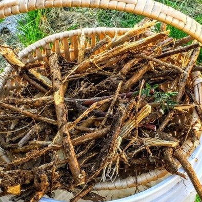 Fresh Licorice Root - Pacific Wild Pick