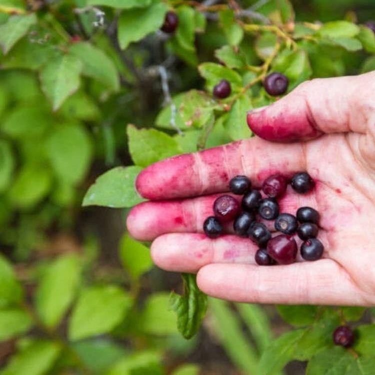 Frozen Huckleberry - Pacific Wild Pick