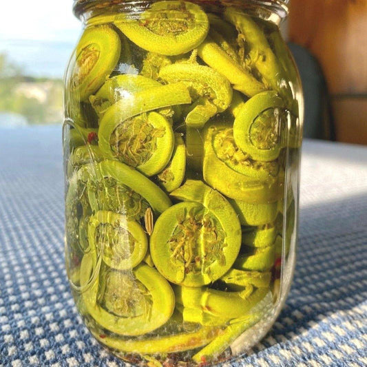 Pickled Fiddleheads - Wild Ostrich Fern Fiddleheads Pickled Jar.