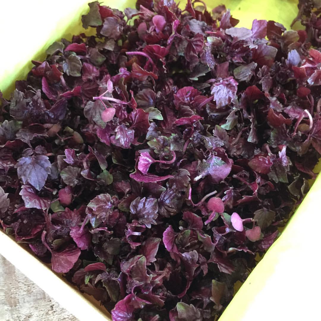 Murame purple sprouts ムラメ - Pacific Wild Pick