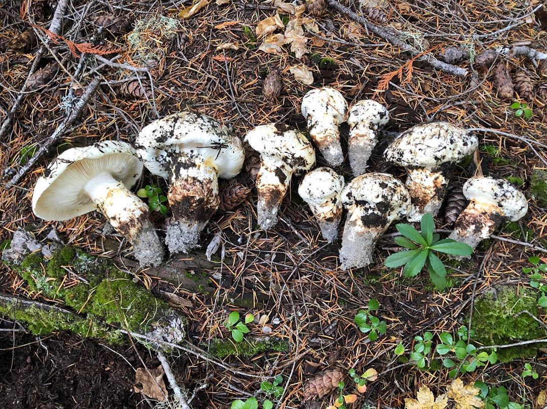 dried matsutake