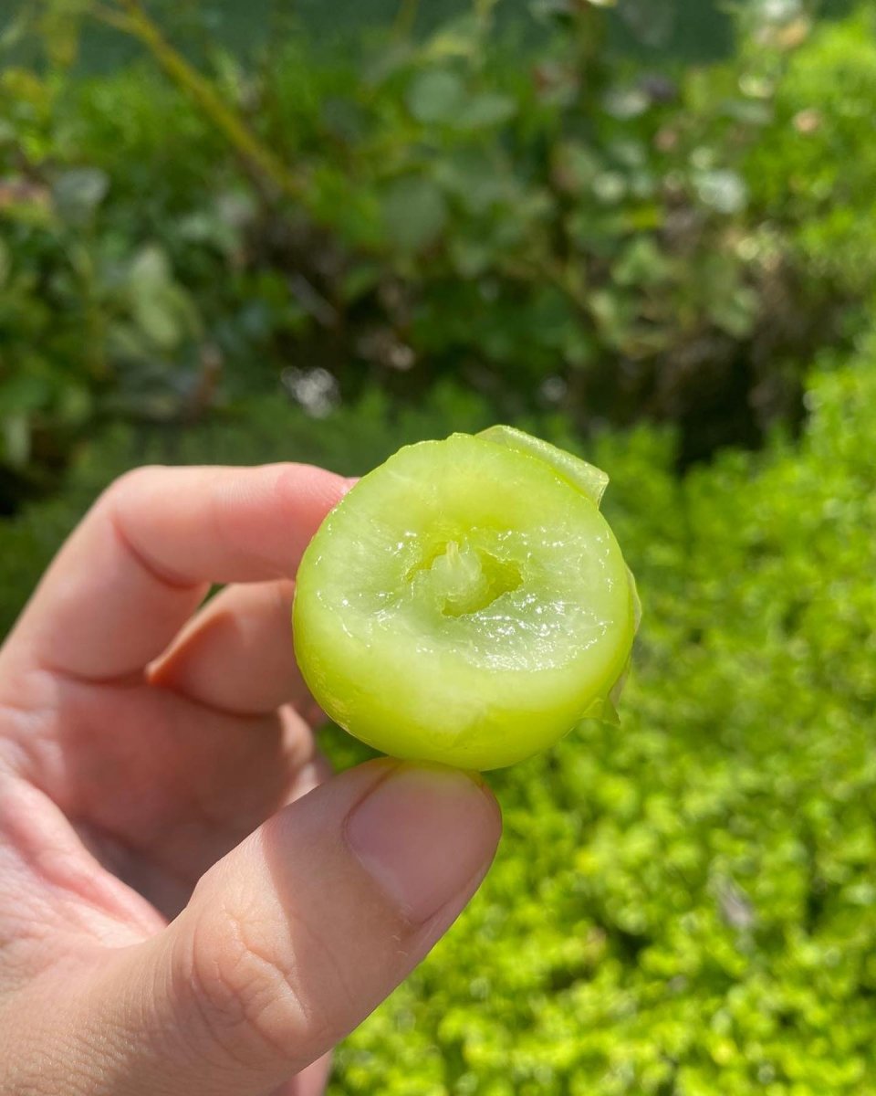 Shine Muscat Grapes- Fresh - Pacific Wild Pick