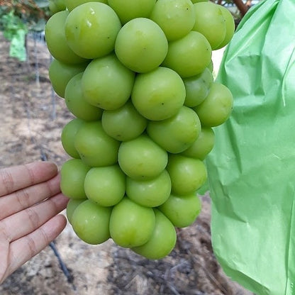 Shine Muscat Grapes- Fresh - Pacific Wild Pick