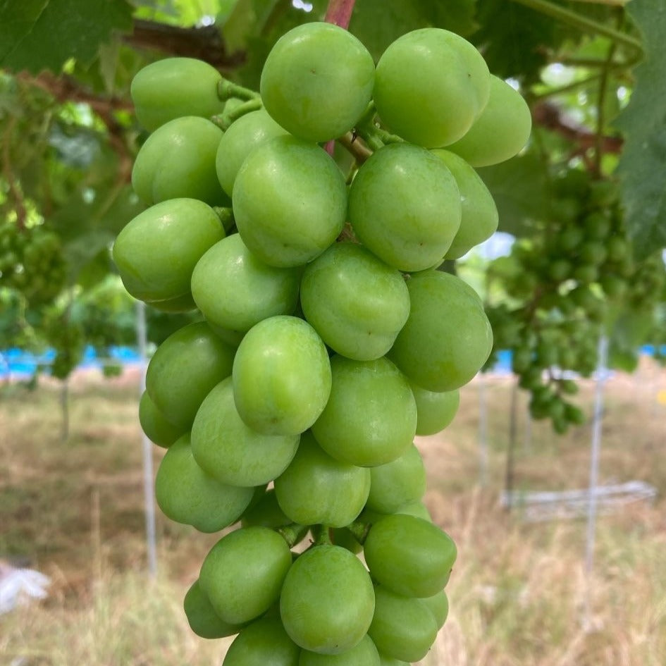 Shine Muscat Grapes- Fresh - Pacific Wild Pick