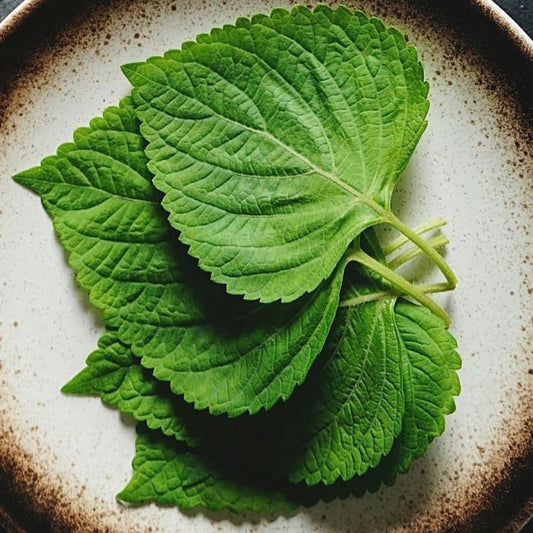 Shiso Leaf-FRESH - Pacific Wild Pick