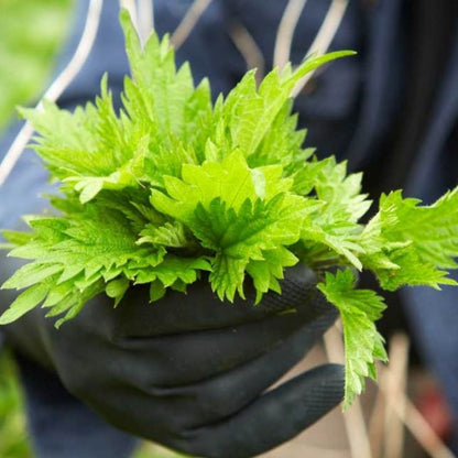 Stinging Nettle - Fresh - Pacific Wild Pick