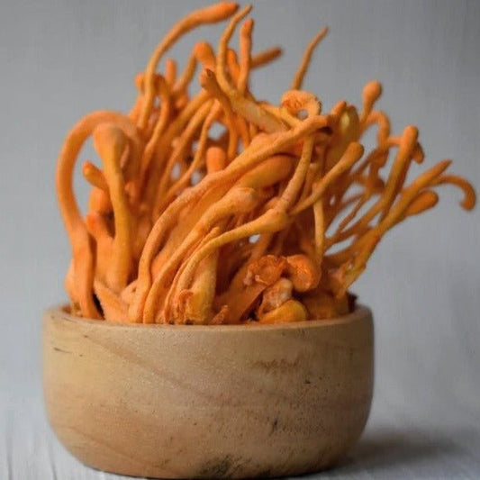 Whole Cordyceps Mushroom - Dehydrated - Pacific Wild Pick